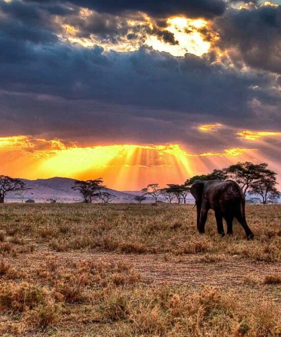 6 Days Masai Mara, Lake Nakuru & Amboseli Safari
