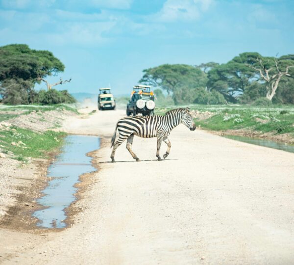 Tours & Safaris
